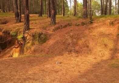 राज्य सरकार ने एक वर्ष में पांच करोड़ रूपये से ज्यादा का पिरूल खरीदा