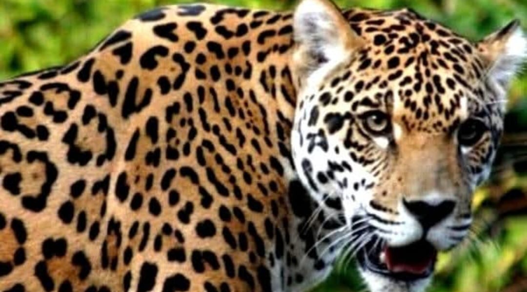 जंगल में लकड़ी लेने गए व्यक्ति पर गुलदार के हमले से हुई मौत