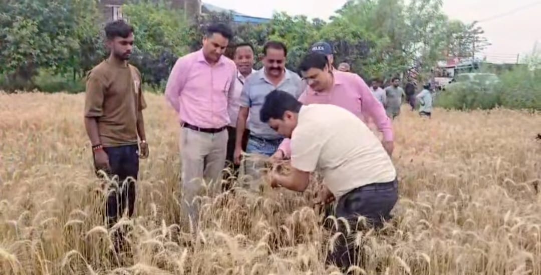 रुद्रपुर : डीएम खुद खेत में उतरे, गेहूं की फसल का किया आकलन